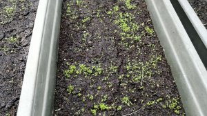 Великолепные январские всходы лобелии