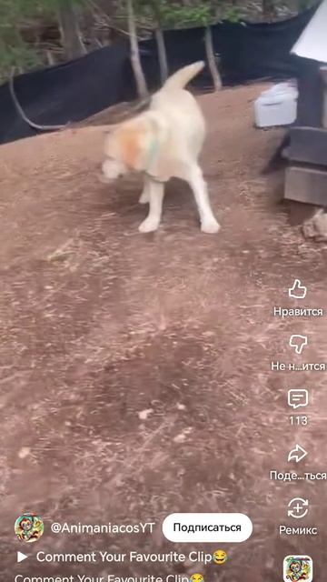 Ох,уж эти собаки....🐶 😁 смотреть онлайн