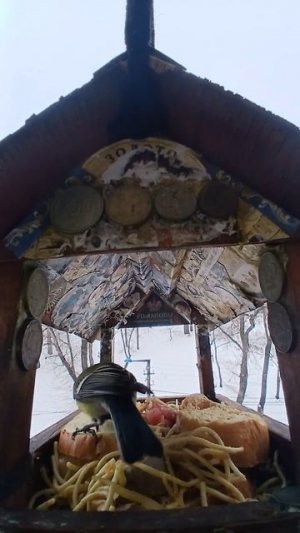 1000008918.mp4Жизнь кормушки.20.01.2026г.