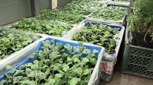 ЧЕРЕНКОВАНИЕ ХРИЗАНТЕМЫ ПРОДОЛЖАЕТСЯ. ПЕТУНИЮ ПОСЕЯЛА.ОБЗОР ПРОДЕЛАННОЙ РАБОТЫ.