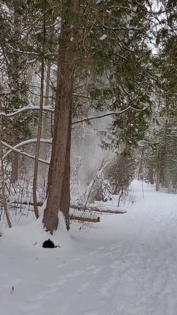 Прогулка по зимнему лесу.