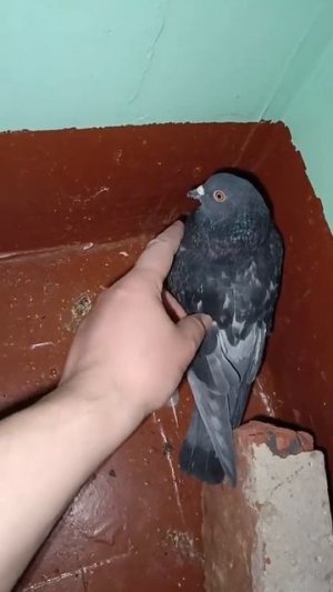 Хз 56.