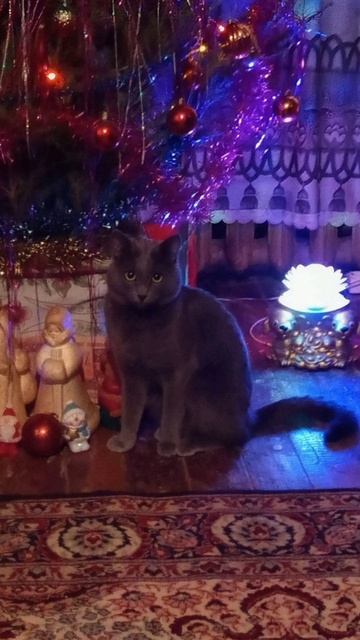 Кот Атос под ёлкой!!! #shorts #котатос #ёлка #животные #коты смотреть онлайн