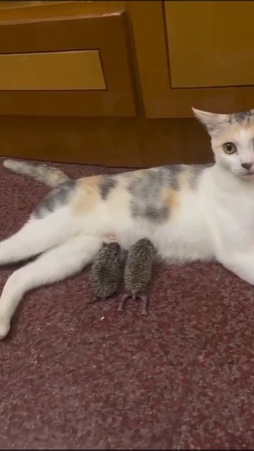 Кошкин ёжички смотреть онлайн