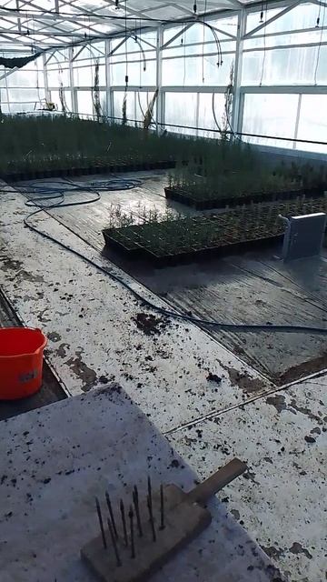 перевалка кипариса из 2л в 7л 20.01.26