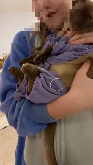 модная кошка