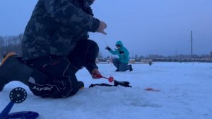 Поимка на поставушку