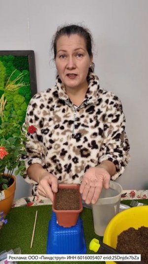 КАТАРАНТУС СЕМЕНАМИ НА РАССАДУ, ПРАВИЛЬНЫЙ ПОСЕВ