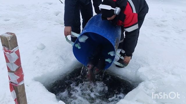 20.01.26 Зарыбление Спорт зоны форелью. смотреть онлайн