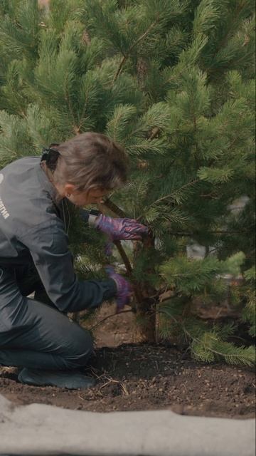 Посадка сосен городской квартал «Манхэттен». Девелопер «Мармакс» смотреть онлайн