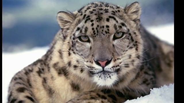 Зимняя сказка смотреть онлайн