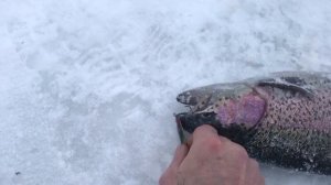 поимка форели