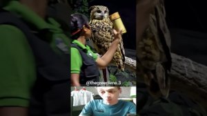 Совушка Имба