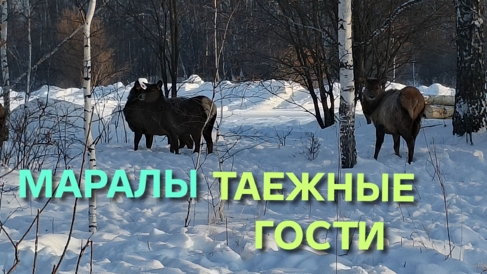 Жизнь в деревне Маралы подходят к самому дому Морозы крепчают смотреть онлайн