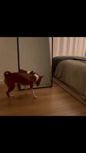 Собака и зеркало #собачьялюбовь #зеркало #смешныесобаки #собачьиприключения