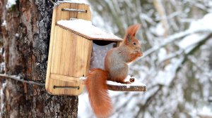 Кормушка для белок