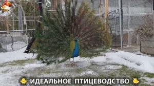 Идеальное птицеводство достойно восхищения 🐓🦆🦢🦚🦃🐔 эпизод (445)