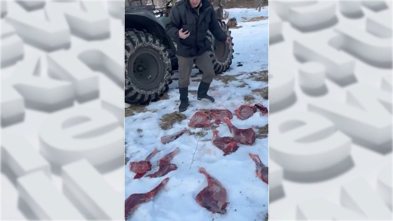 Контроль за охотой усилили в Республике Алтай ("Будни", 20.01.26г., Бийское телевидение) смотреть онлайн