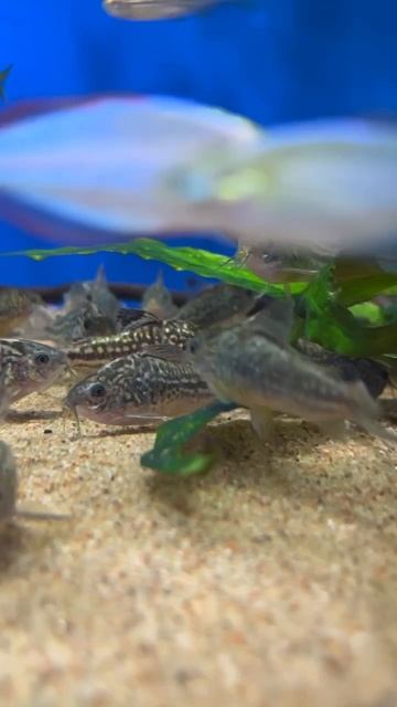 Коридорас напоэнзис Corydoras napoensis смотреть онлайн