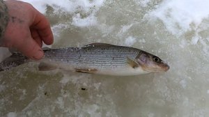 Зимняя рыбалка на Печоре № 16  Хариус на удочку