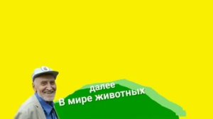 Хромакей плашка В мире животных Карусель [get.gt]