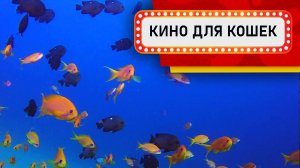 Видео для кошек - Желтые и Черные рыбки (Развлеки кота)