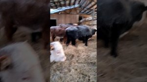 Зима. Ферма. Телочки на ферме ❄️🏡🎭