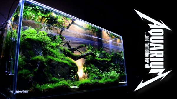 Заочный стрим с Батей ФФ: ответы на аквариумные вопросы подписчиков