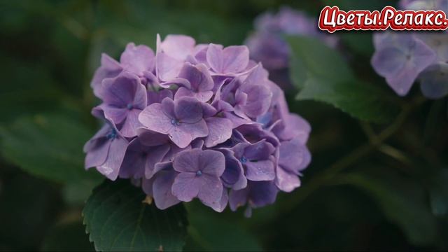 Цветы.Релакс. смотреть онлайн