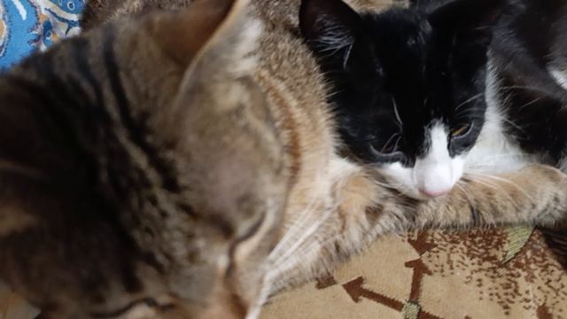 Закадычные друзья смотреть онлайн