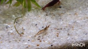 Петушок Валера, креветки и их детки! Полноценная семья гуппи 😊🐠 🐌 красивый домашний аквариум 🤗