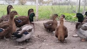 Руанские уточки , 2026. Дикий окрас и абрикос.