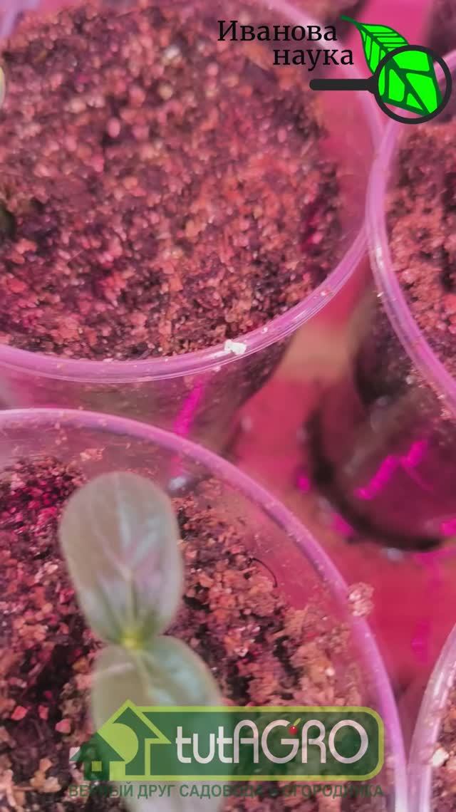 Не тратьте деньги на фитолампы, пока не УЗНАЕТЕ ЭТО! Мощная рассада в домашних условиях.