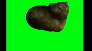 Кот крутится