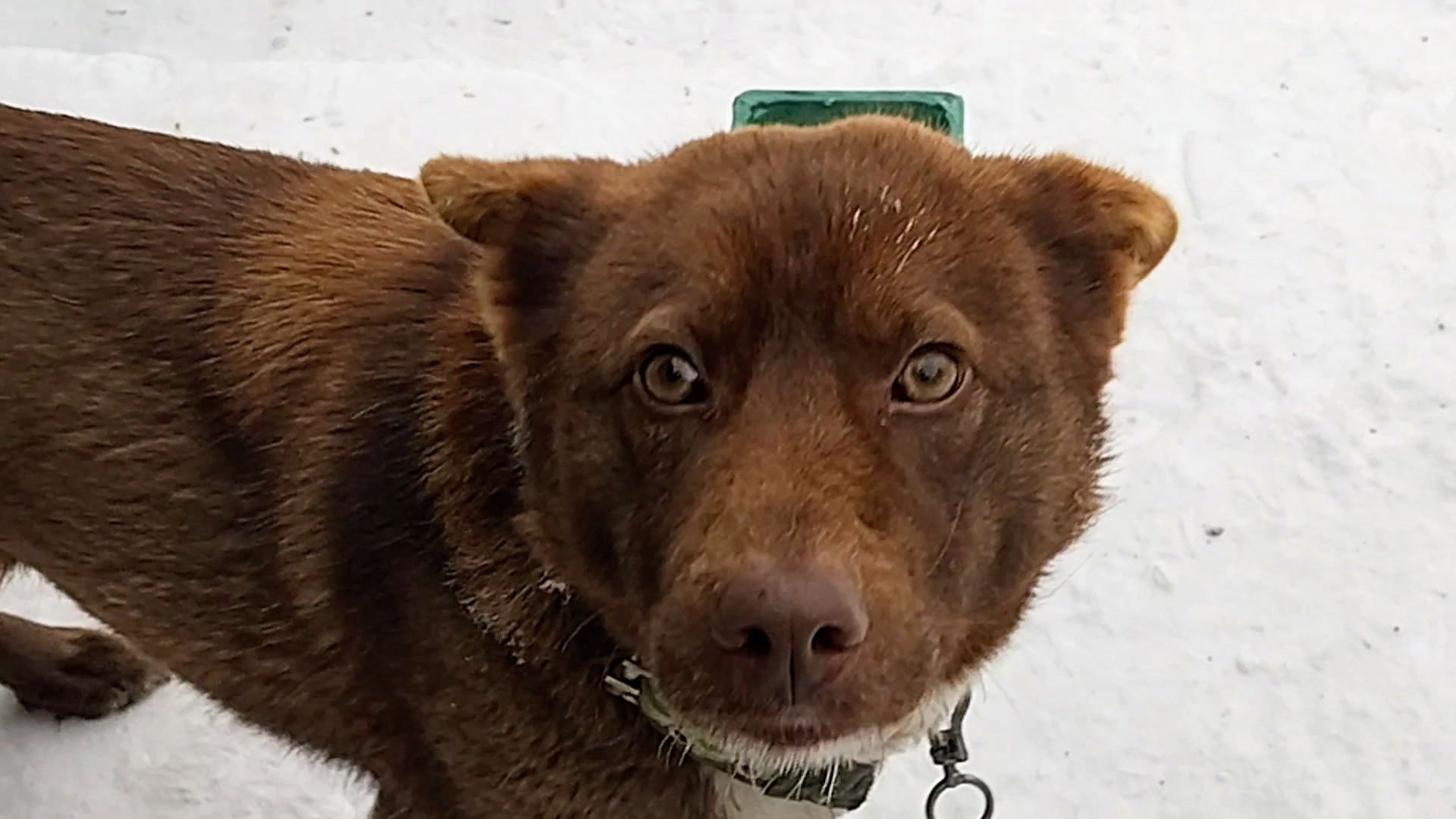 Прошли морозы! Жизнь налаживается! Утро Мишки и Максика. 20-01-2026 смотреть онлайн