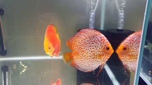 Приятные встречи на чемпионате Дискус 2026