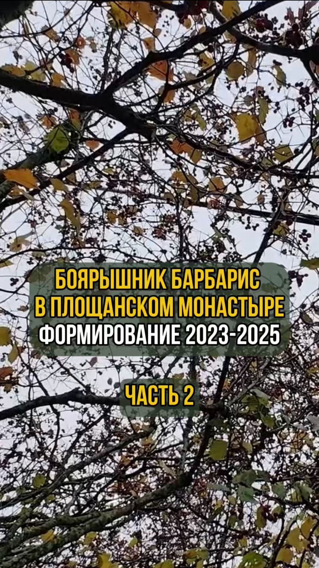 Боярышник барбарис в Площанском монастыре. Формирование 2023-2025гг. Часть 2 смотреть онлайн