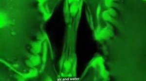 Ученые из Иллинойсского университета запечатлели, как растения «дышат» при помощи устьиц