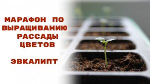 Раскрываем секреты: как правильно сеять эвкалипт