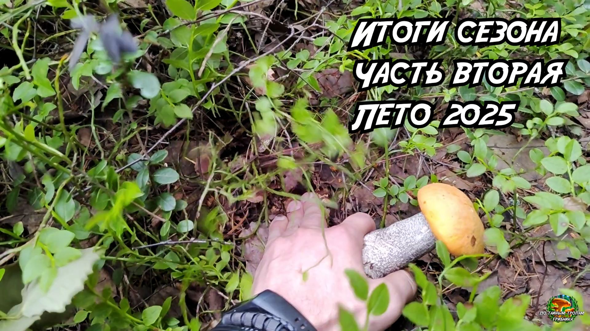 Сезон сбора грибов. Лето 2025. Часть 1 смотреть онлайн