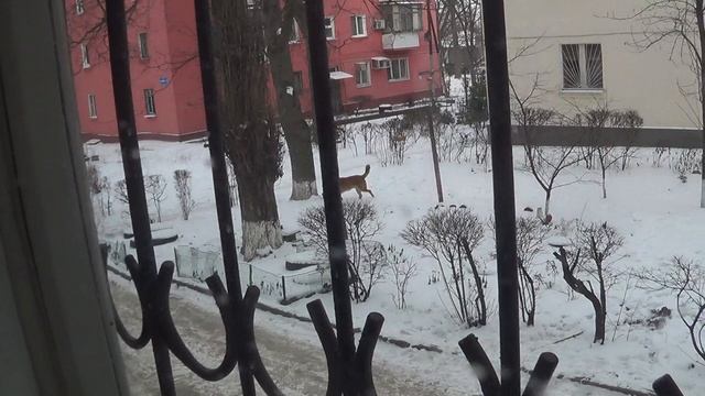 20 января 2026 года - трое четвероногих не в состоянии отогнать даже одного чужого взрослого пса