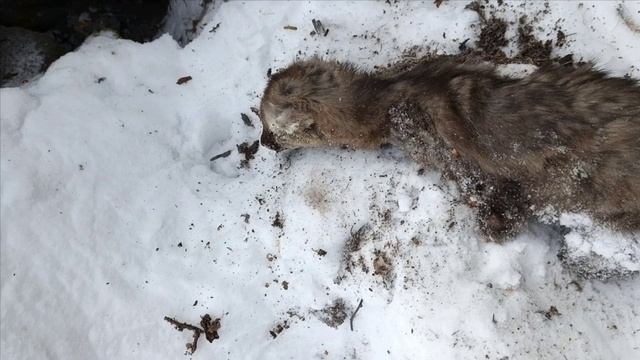 Проверка капканов часть 〽️ 16,2 соболя👍👍👍 смотреть онлайн