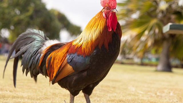 Мошенник Сашка Зал🐖па порвал губу 💥💋 смотреть онлайн