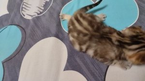 котёнку третья неделя лапки как у синдрома пловца