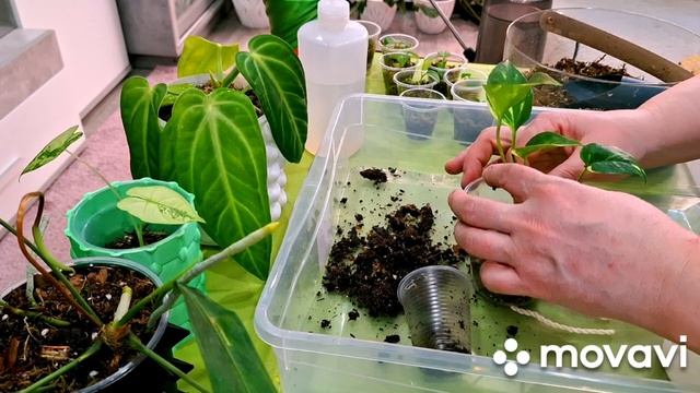 ЦВЕТОЧНЫЕ ДЕЛА.КОМНАТНЫЕ РАСТЕНИЯ(ЦВЕТЫ). смотреть онлайн