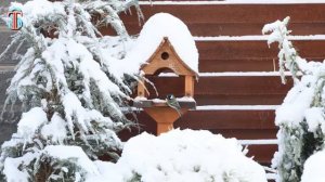 Zoochosis Панда во дворе