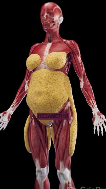 Почему вес стоит, даже если вы на диете смотреть онлайн