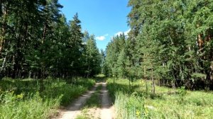 Лето, лес, прогулка.