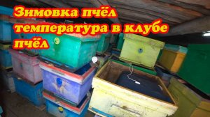 ЗИМОВКА ПЧЁЛ В ЗИМОВНИКАХ В КОНЦЕ ЯНВАРЯ, ТЕМПЕРАТУРА В КЛУБАХ.