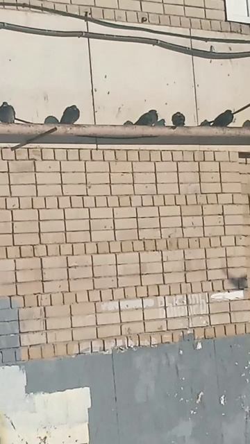 Как у людей! Опоздавшие, побыстрее занимайте места... Узнаете ситуацию? смотреть онлайн